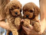 ORİJİNAL TOYPOODLE YAVRULARIMIZ GELMİŞTİR.