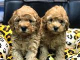 MUHTEŞEM TOY POODLE YAVRULARIMIZ BAKIRKÖY