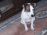 Safgan Jack Russel Terrier