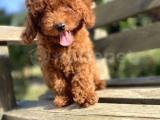 KOYU RENK BROWN RED POODLE YAVRUMUZ