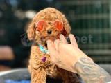 Güzelliği ile kendine Hayran bırakan Toy Poodle yavrularımız