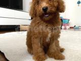 DİŞİ RED TOY POODLE EĞİTİMLİ