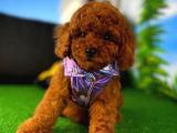 BEBEK SURAT BELGELİ RED BROWN TOY POODLE YAVRUMUZ  