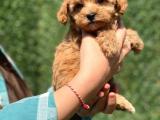 Sevimli toy poodle Bebekler 