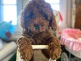 Toy Poodle yavrularımız orijinal safkan 