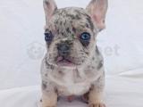 Exotic french bulldog 