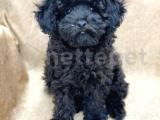 SİYAH TOY POODLE 