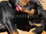 Rottweiler yavrularım bundan ötesi bilim kurgu 