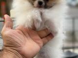 Pomeranian Boo particolor nadir renk