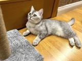 British shorthair yeni ailesini arıyor