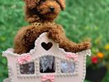 SAFKAN ORİJİNAL RED BROWN TEACUP TOY POODLE 