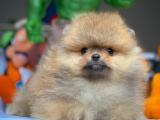 Sevimli ve oyuncu üç aylık pomeranian boo yavrumuz