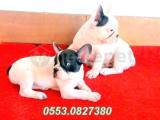 FRENCH BULLDOG YAVRULAR İZMİR iletişim:0553.0827380