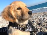 ANTALYA 5 Aylık Golden Retriever kızımıza yuva arıyoruz