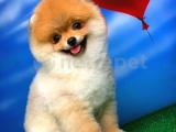 Pomeranian boo mini boy 