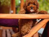 Mini boy fizik yapısına sahip red brown toy poodle yavrumuz