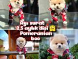 Ayı surat safkan Pomeranian Boo Kızımız YUMOŞ / Yavrupartiler