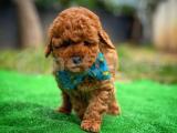 Cezbedici Güzellikte Red Toy Poodle yavrumuz