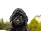 BEBEK SURAT TOY POODLE BEBEKLER