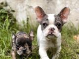 Bebek Surat French Bulldog Yavrularimiz