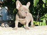 Exotic french bulldog 