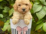 Sevimli apricot toy poodle erkek yavrumuz