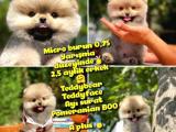0,90 Mikro burun Ödül Adayı Safkan Boo Pomeranian @yavrupatiler
