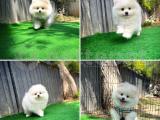 En Tatlısından Bembeyaz Pomeranian Boo yavrumuz 