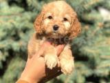 Babyface Maltıpoo 