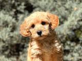 Orjinal Maltıpoo