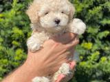 Safkan apricot toy poodle yakışıklımız