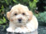 Gold Maltipoo yavrumuz 