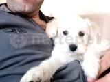 maltipoo 2,5 aylık erkek