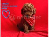 RED TOY POODLE-BÜYÜMEYEN ÇOCUK