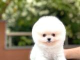 TEDDY BEAR POMERANİAN BOO COCO 