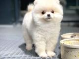 A KALİTE TEDDY BEAR POMERANİAN BOO YAVRUMUZ 