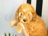 Mükemmel Toy Poodle