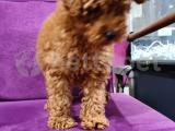 TOY POODLE