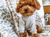 ORJİNAL TOY POODLE YAVRULARIMIZ