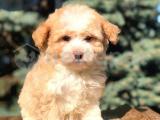 Secereli anne Babadan maltipoo