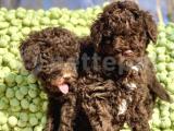 Sahibinden Toy POODLE 