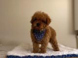 Bebek yüzlü Toy Poodle yavrularımız