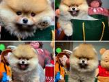 Irk ve Sağlık Onaylı Pomeranian Boo Yavruları