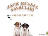 Antalya Joker Petshop Jack Russel Yavrular