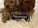 Red Brown Toy Poodle yavrumuz 