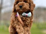 Redbrown Toy Poodle yavrularımız