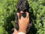 Black siyah toy poodle bebeğimiz