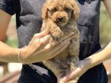 BEBEK SURAT TOY POODLE YAVRULAR