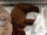 TOY POODLE 2.5 aylık