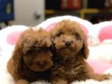 RED TOY POODLE YAVRULARIM TESLİME HAZIR 